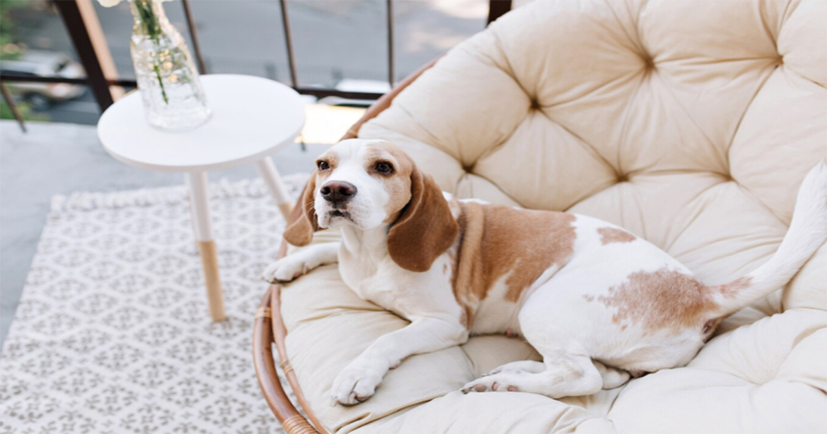 Dog Beds