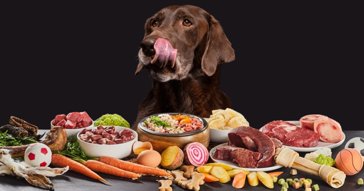 Top 10 Best Natural Dog Food organic healthy dog foods