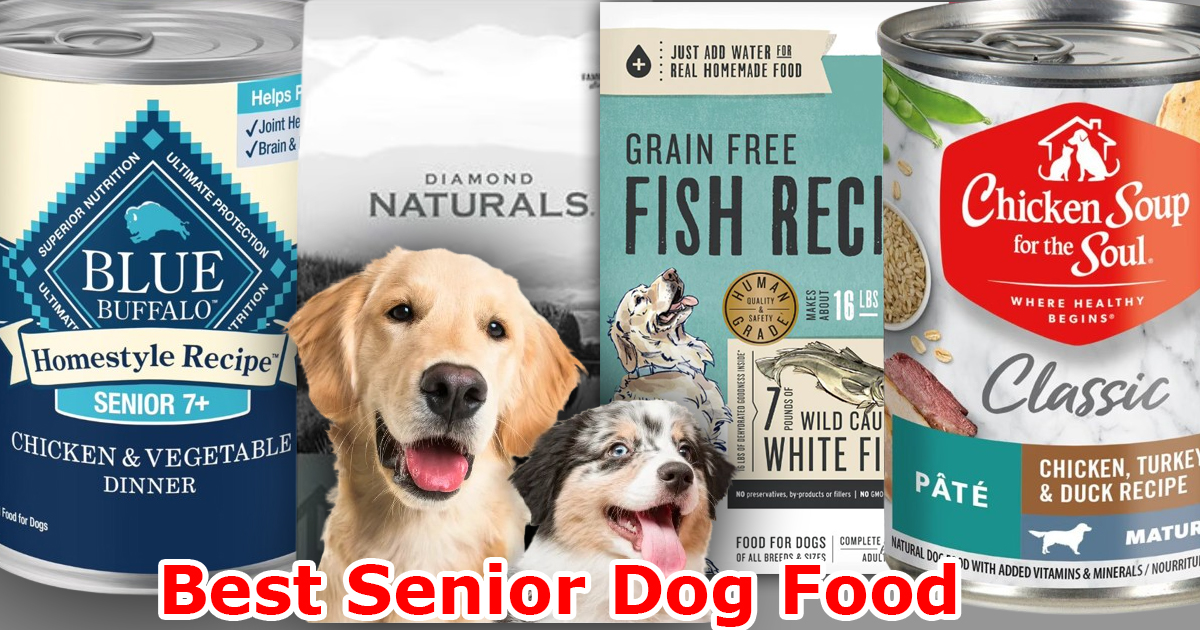 Best Senior Dog Food