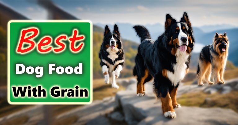 Best Dog Food With Grain